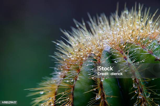 Naturaleza En Primer Plano Cactus Con Gotas De Rocío Foto de stock y más banco de imágenes de Cactus