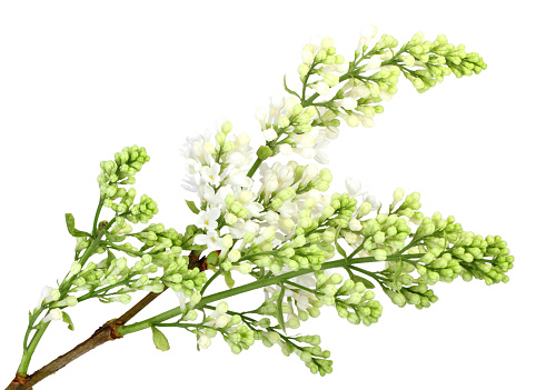 Single branch of white lilac without leaf. Isolated on white background. Close-up. Studio photography.