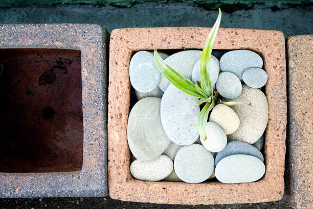 Container gardening: Flowers in concrete planter on patio