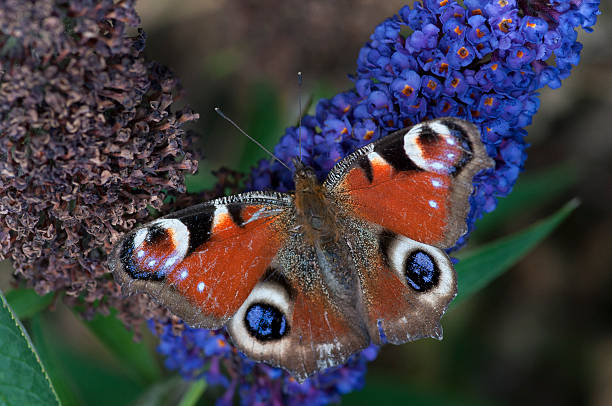 istock peacock of the day 498530353