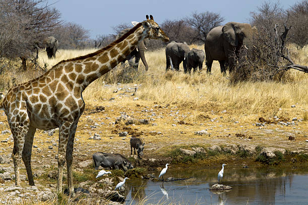 istock Klein Okevi waterhole, Etosha National Park, Namibia 498530472
