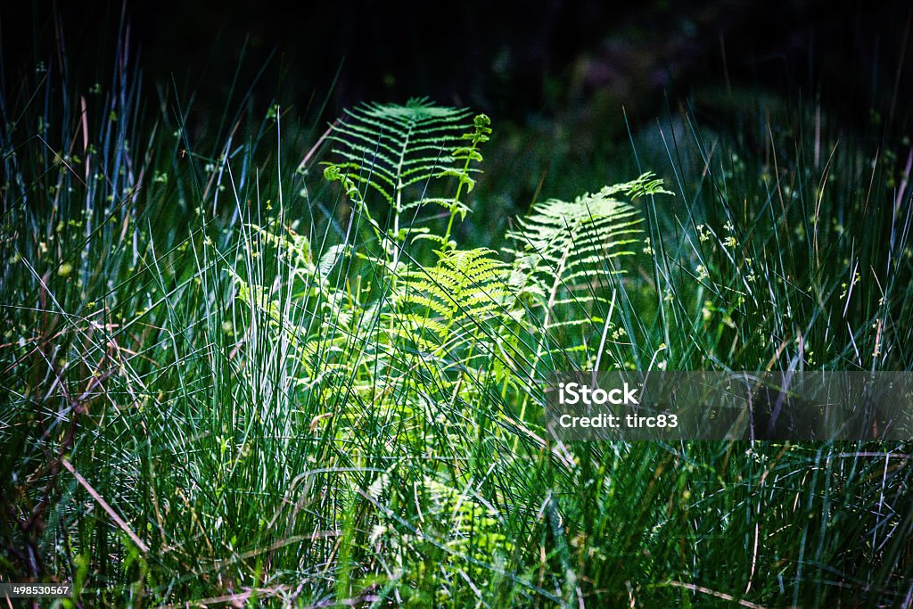 Green ferns in shaft of sunlight Color Image Stock Photo