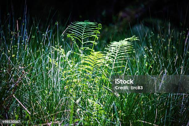 Green Ferns In Shaft Of Sunlight Stock Photo - Download Image Now - Color Image, Dark, Day