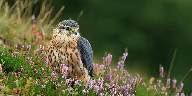 Merlin (Falco columbarius) Merlin (Falco columbarius) North Yorkshire,England,September,2015 hawk bird photos stock pictures, royalty-free photos & images