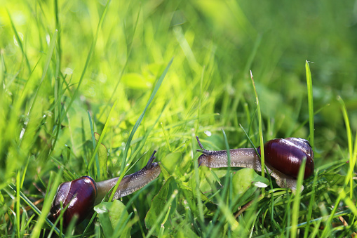 Two snails crawling to each other in sunny green grass