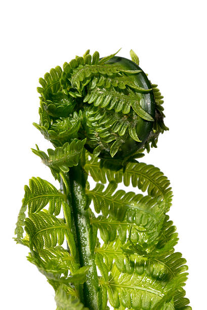 istock young shoot of fern curl into a helix 498531069