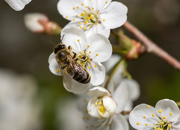 istock bee collects nectar on the flowers of cherry 498531087
