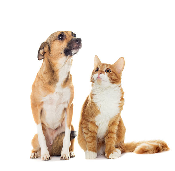 istock funny dog and kitten isolated on white background 498531580