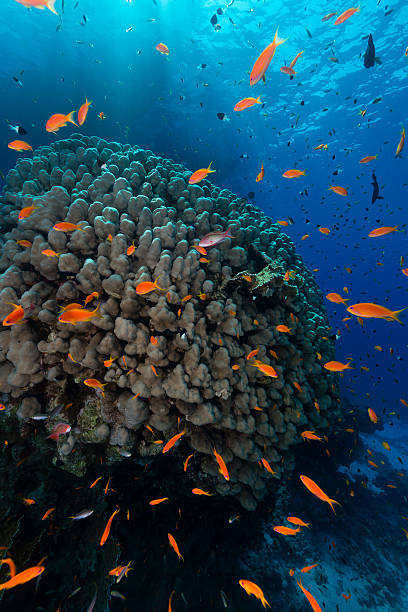 istock Dome coral and anthias in the Red Sea. 498531751