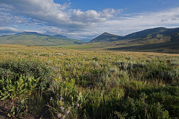 istock High Mountain Meadow, Colorado 498531774