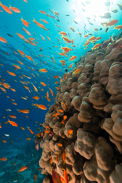 istock Dome coral and anthias in the Red Sea. 498531795