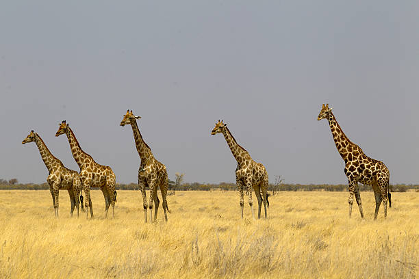 istock Giraffes at the rolling savannah, Etosha National Park, Namibia 498531836