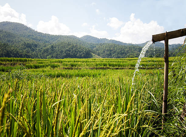 istock Golden rice harvest season approaches 498532353