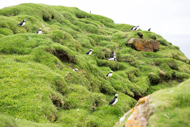 istock Atlantic puffin, Fratercula arctica 498532562