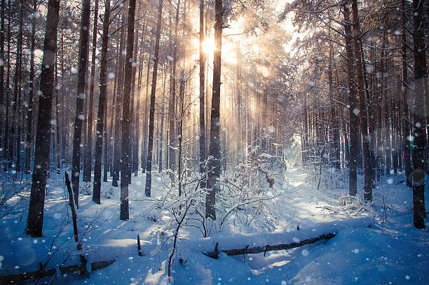istock Winter landscape, trees covered in snow 498533502