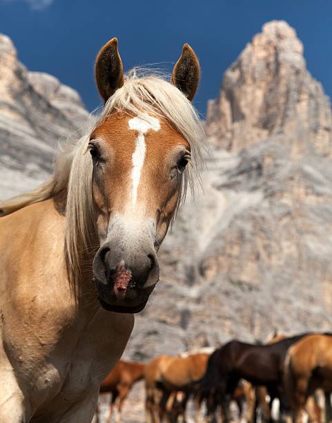 istock Horses under Monte Pelmo in Italian Dolomities 498535362