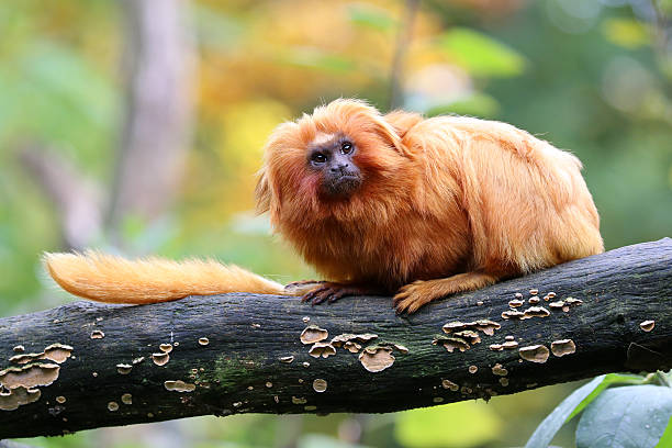 istock Golden Lion Tamarin 498535636