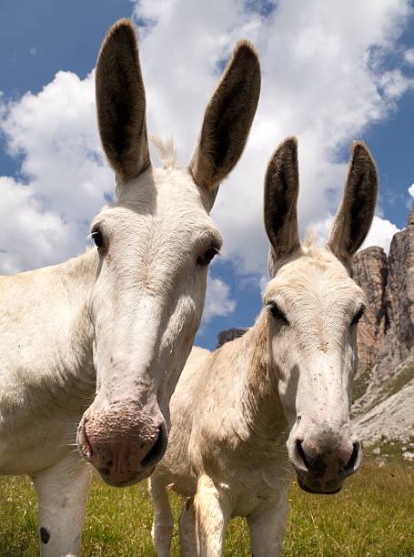 istock Group of Donkey on mountain in Italien Dolomites 498535672