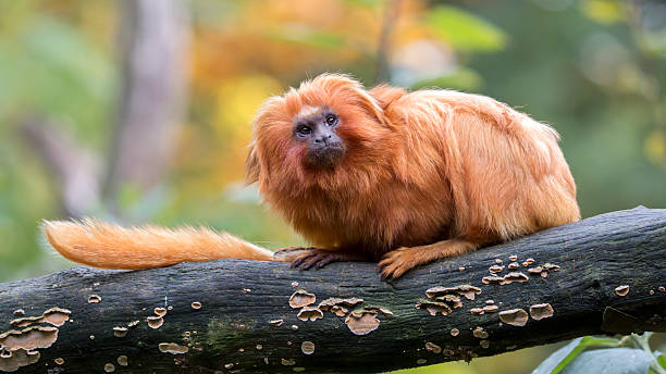 istock Golden Lion Tamarin 498535726