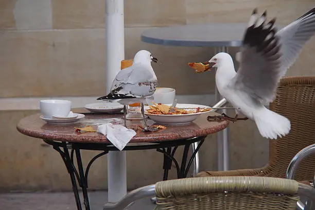 Seagull stealing some food in Perth, Australia.