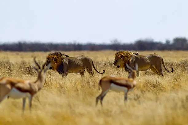 Male lions near Gemsbokvlakte waterhole with springboks on the alert, Etosha National Park, Namibia