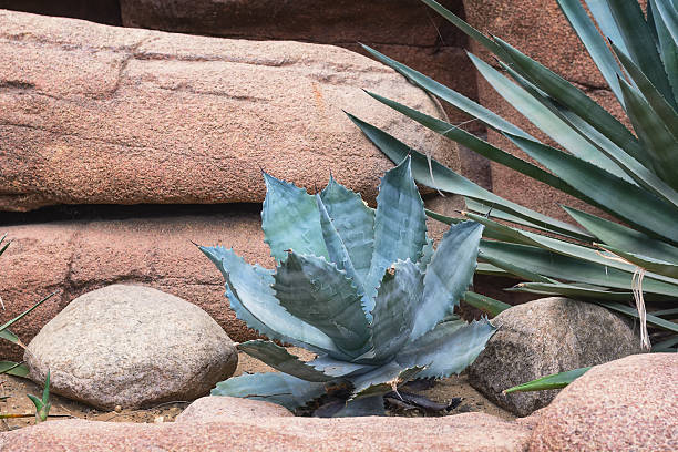 istock Cactus Garden in the park. 498537408