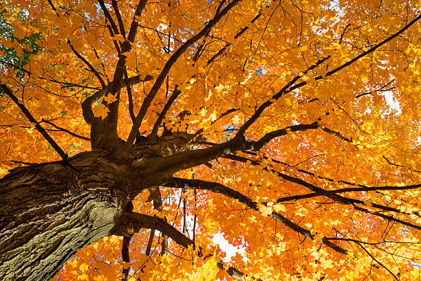 istock Top of Tree in Autumn Fall in City Park 498537652