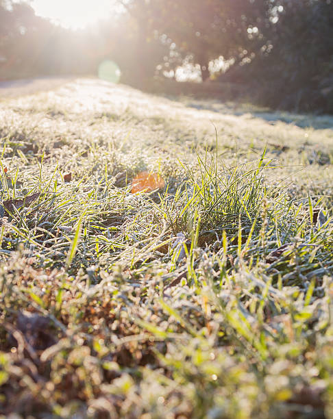 istock Hoarfrost grass in backlit. Solar flare 498537720