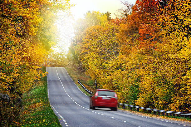 istock Car on the road in the forest 498545770