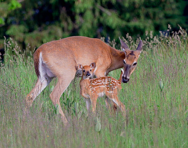 istock Whitetail doe and fawn 498546368