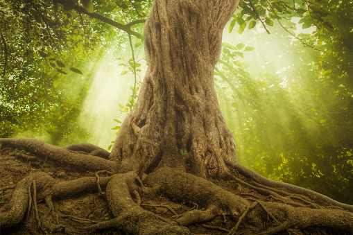Gran árbol raíces y Rayo de sol en un bosque verde photo