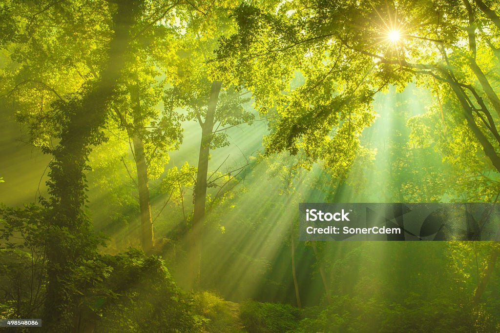 Sonnenstrahlen und grünen Wald - Lizenzfrei Wald Stock-Foto