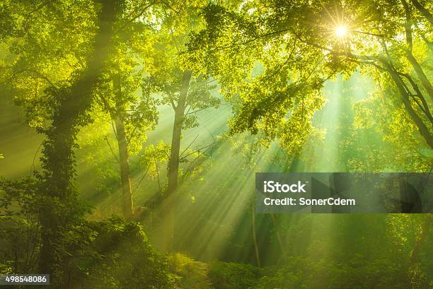 Sonnenstrahlen Und Grünen Wald Stockfoto und mehr Bilder von Wald - Wald, Natur, Baum