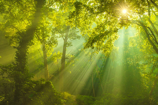 rayons de soleil et vert forêt. - arbre à feuilles caduques photos et images de collection