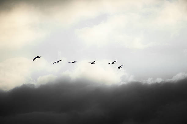 istock Canadian Geese flying at Sunset- clouds and dark 498548390