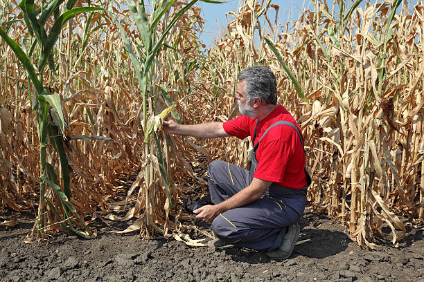 istock Agricultural scene, farmer or agronomist inspect corn field 498548828