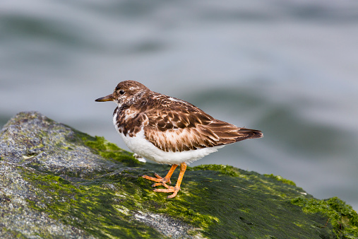 A macro shot of a Ruddy Turnstone (Arenaria interpres) standing on a rock.  Nice muted blue water background.