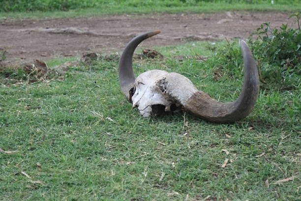 istock horns of a buffalo 498549441