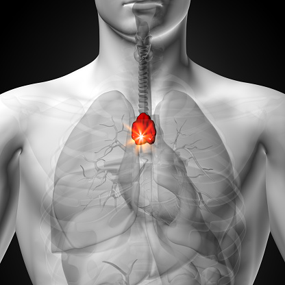 Timo, hombre anatomía de órganos humanos-Vista de rayos x photo