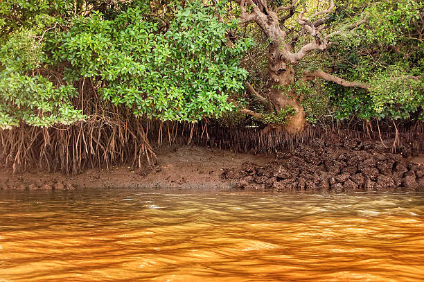 árvores de mangue em floresta salim ali santuário de aves, goa, índia - goa beach india green - fotografias e filmes do acervo