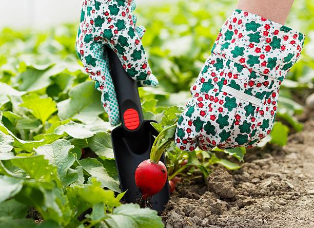 Почему редис вырастает грубым?