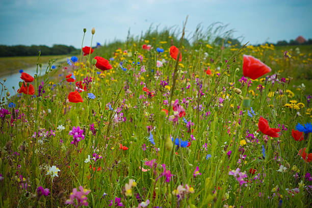 istock Poppies in the wind collorfull 498550125