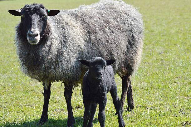 Gotland Ewe and Lamb A Gotland Ewe and Lamb gotland stock pictures, royalty-free photos & images