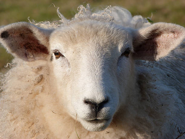 istock Face of  a Young Romney Ewe 498550519