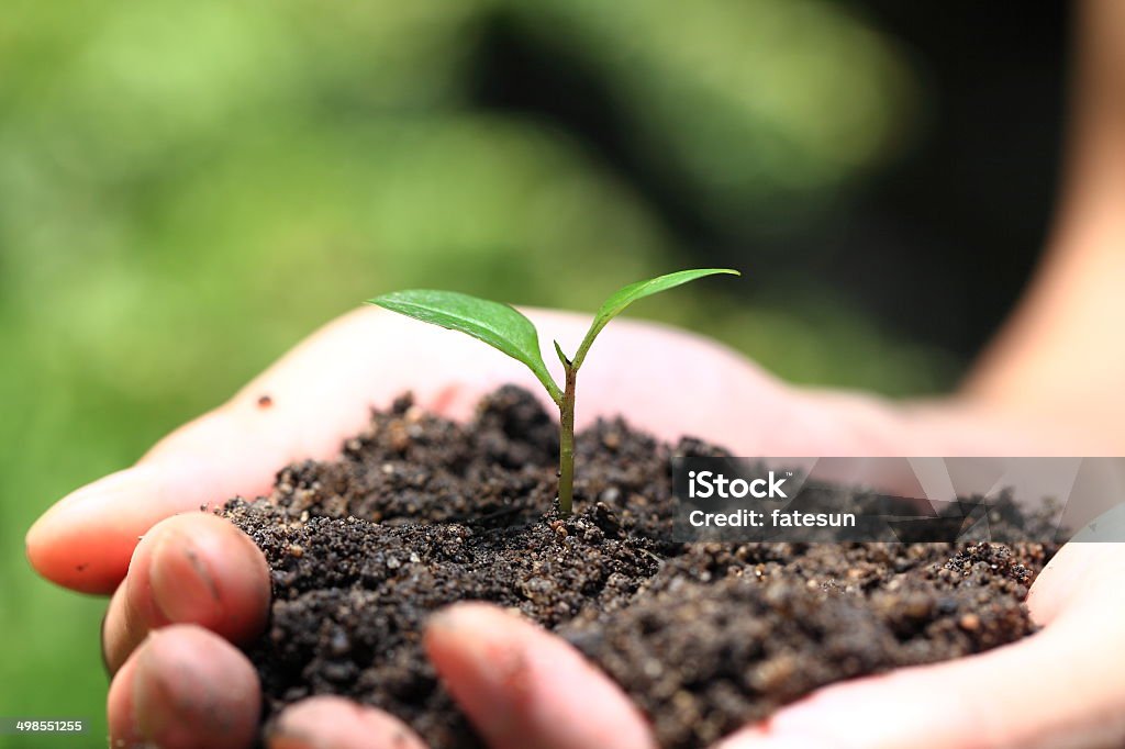 Environmental protection activities Hands holding seedlings just sprouting. Agriculture Stock Photo