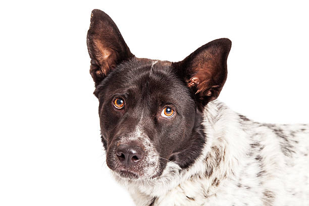 istock Portrait of Australian Shepherd Crossbreed 498551258