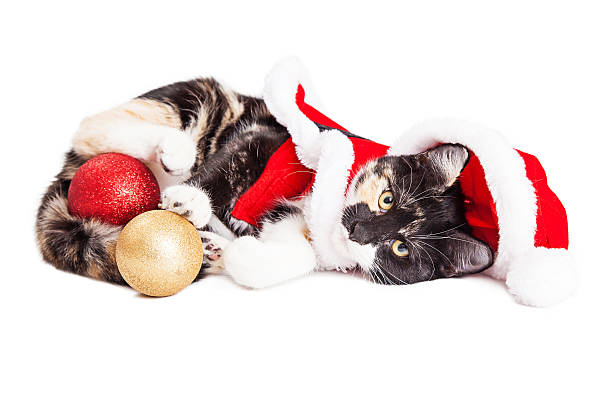 istock Adorable Christmas Calico Santa Kitty 498551822