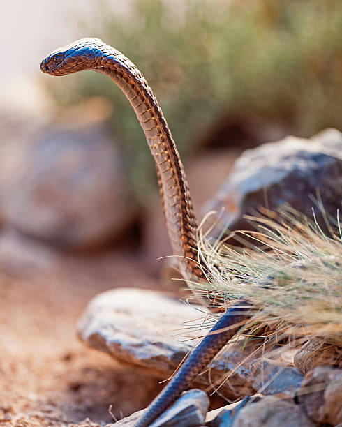 istock Side View Of Cobra On Rock 498551868
