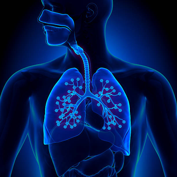istock Lungs Anatomy - with detailed Alveoli 498551875