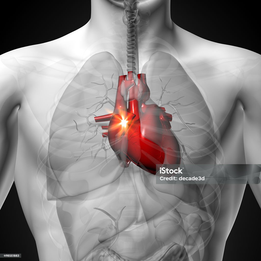 Heart - Male anatomy of human organs - x-ray view Anatomy Stock Photo